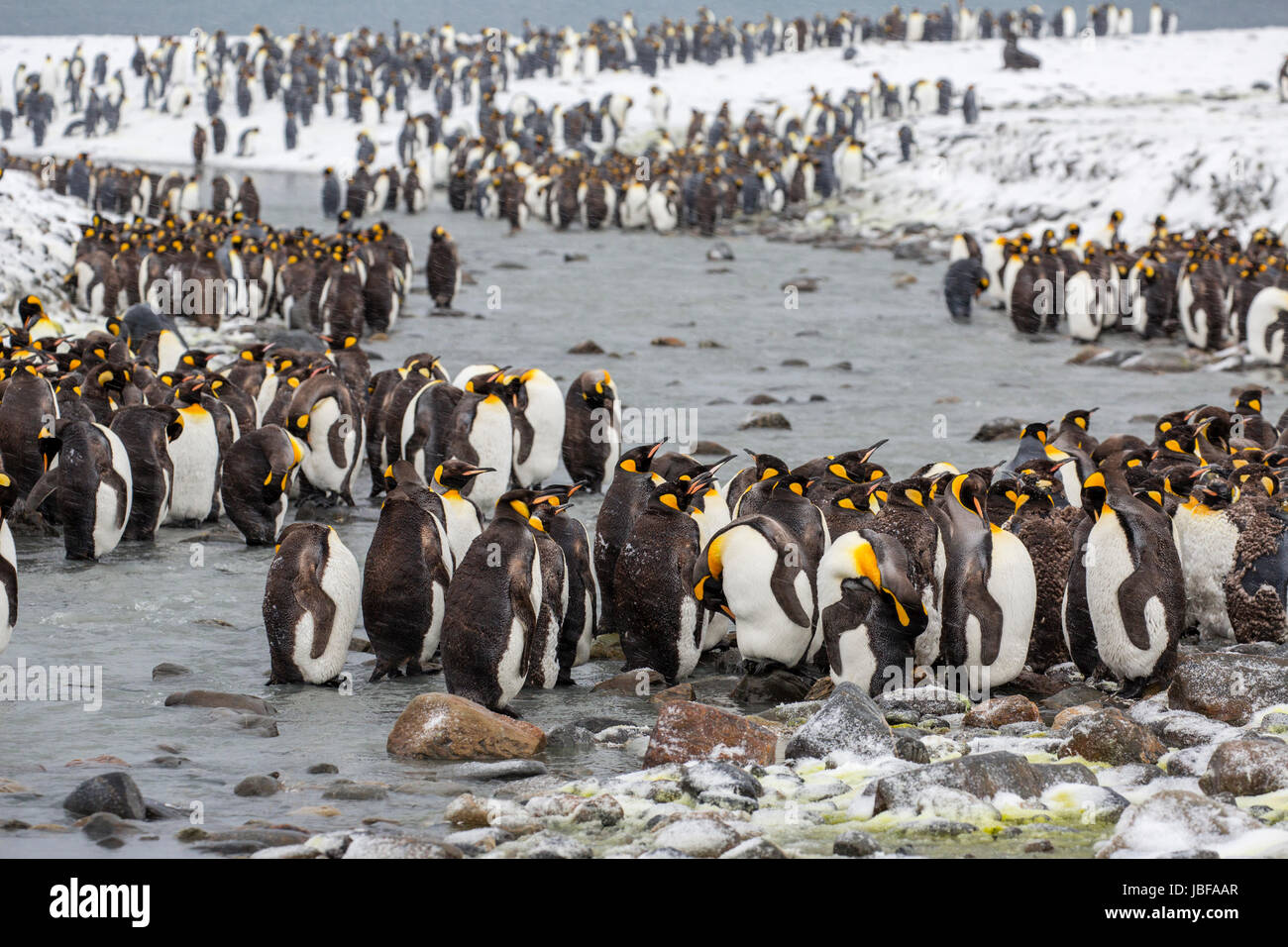 Re pinguini sull Isola Georgia del Sud Foto Stock