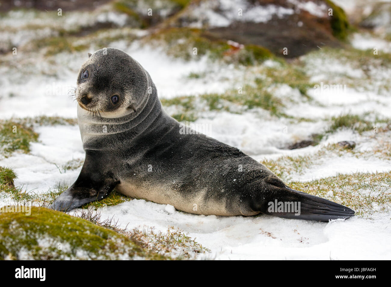 Pelliccia sigillo pup a Stromness, Isola Georgia del Sud Foto Stock