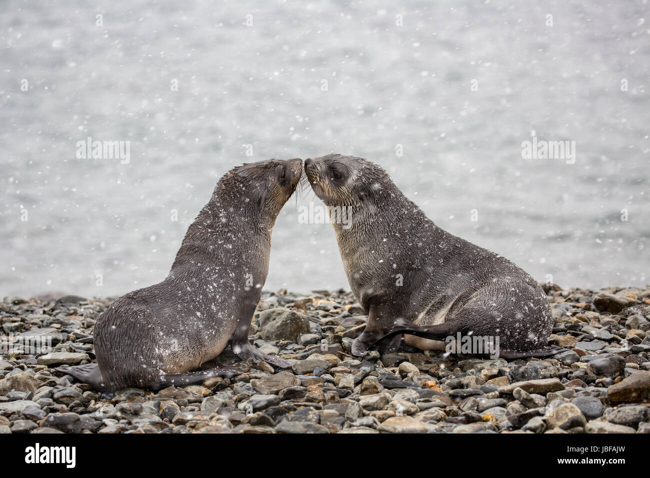 Baciare le foche a Stromness, Isola Georgia del Sud Foto Stock