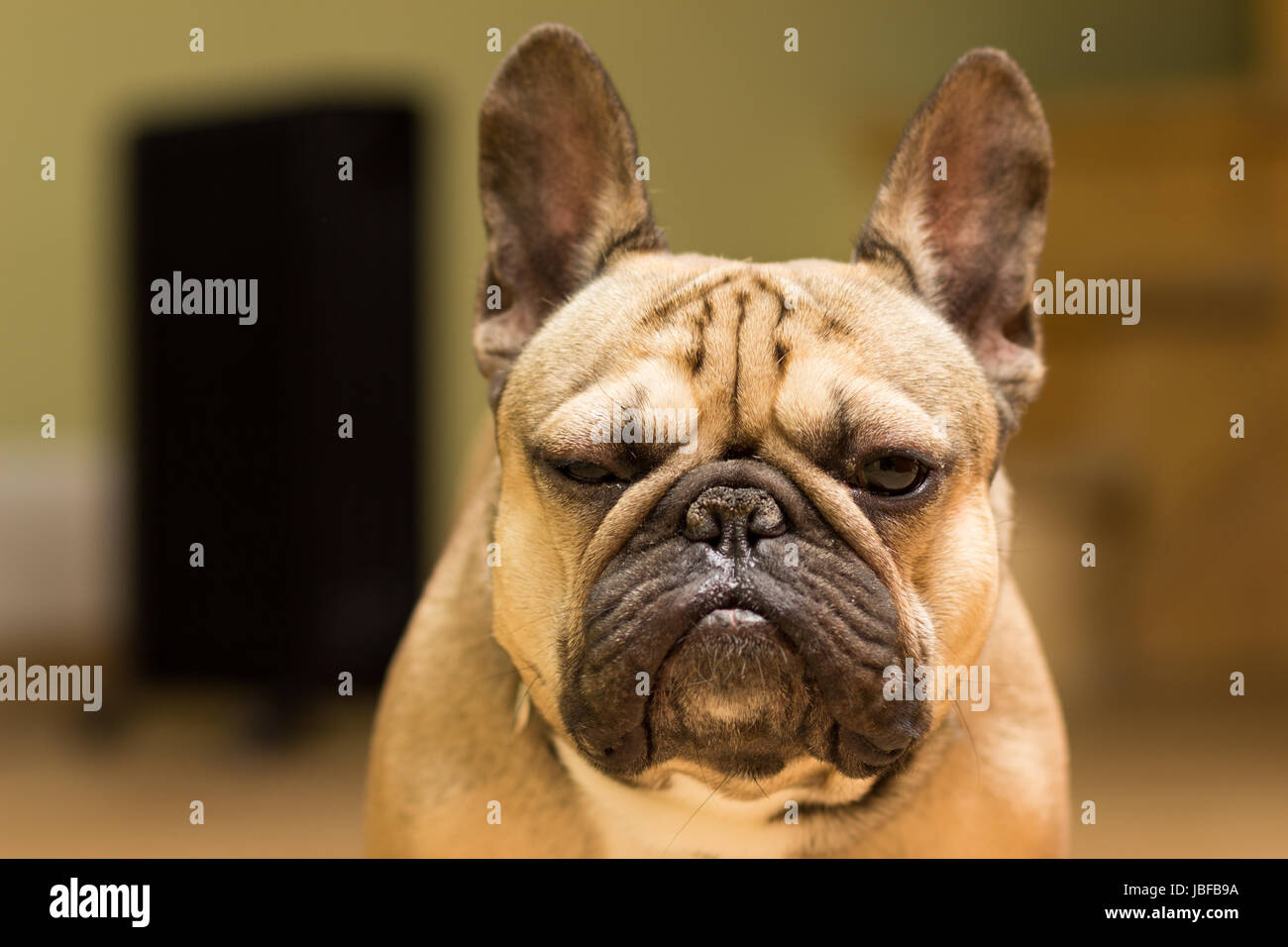 Bulldog francese di colore fulvo, sfondo nero Foto Stock