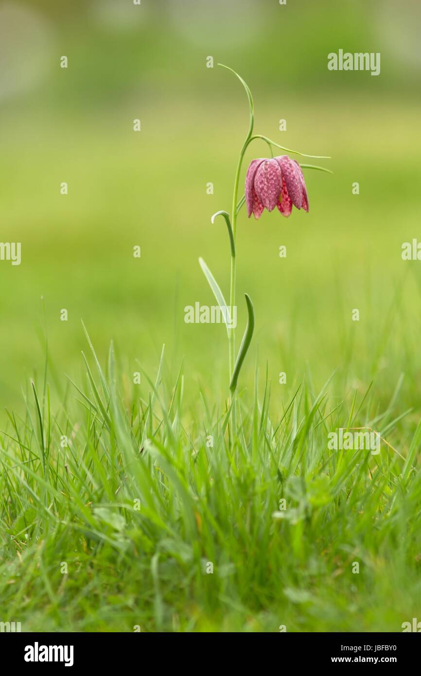 Schachblume / Fritillaria meleagris Foto Stock