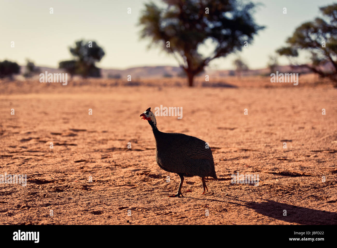 Polli della Namibia alla ricerca del cibo. Foto Stock