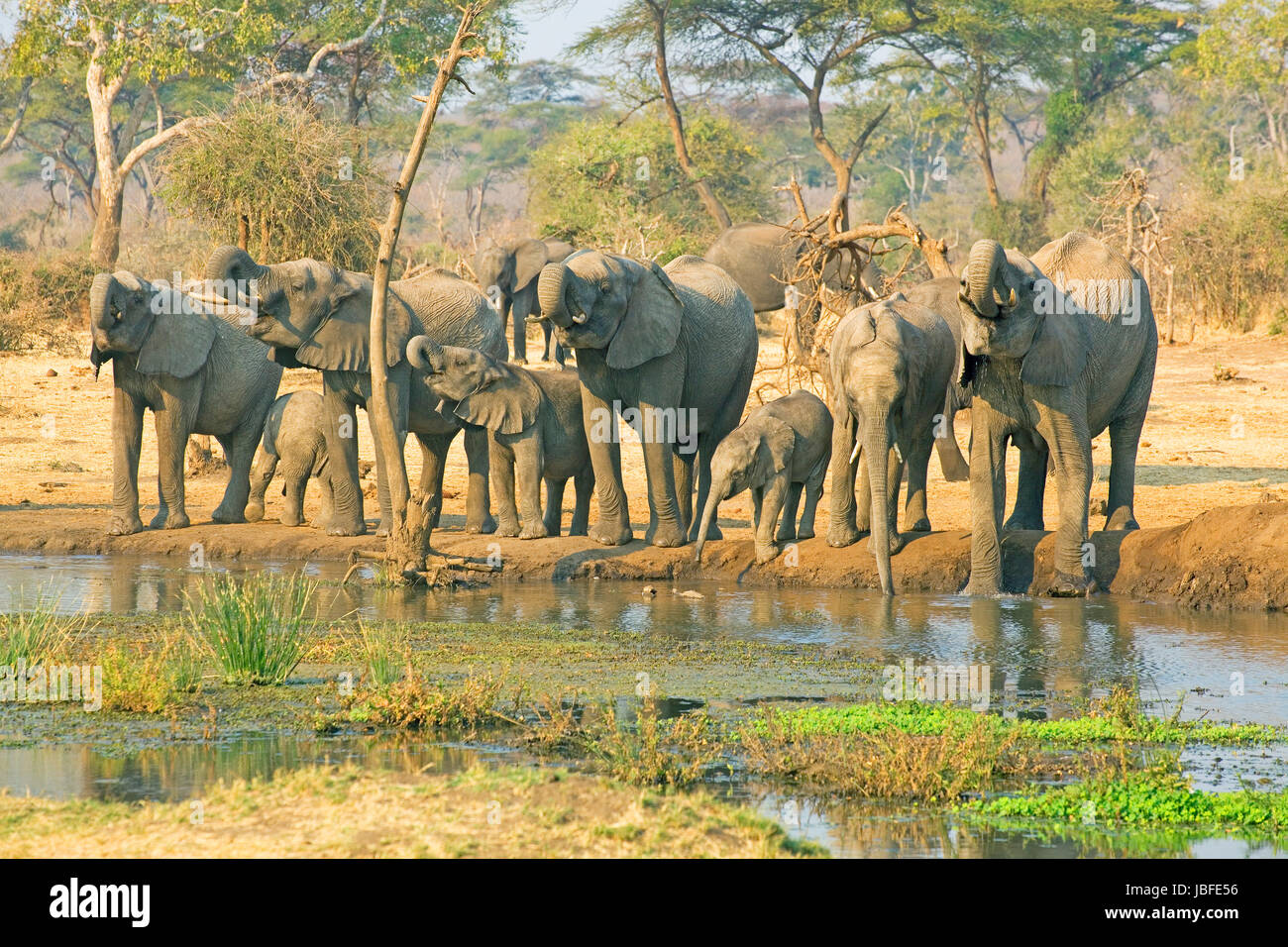 Africa animali Foto Stock