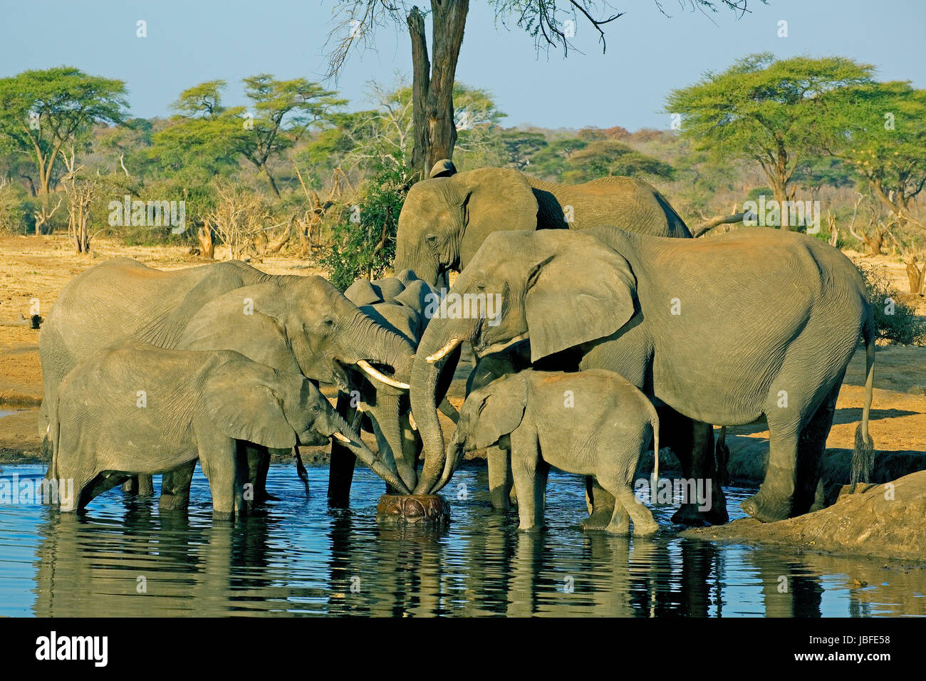 Bavaglini africa Foto Stock