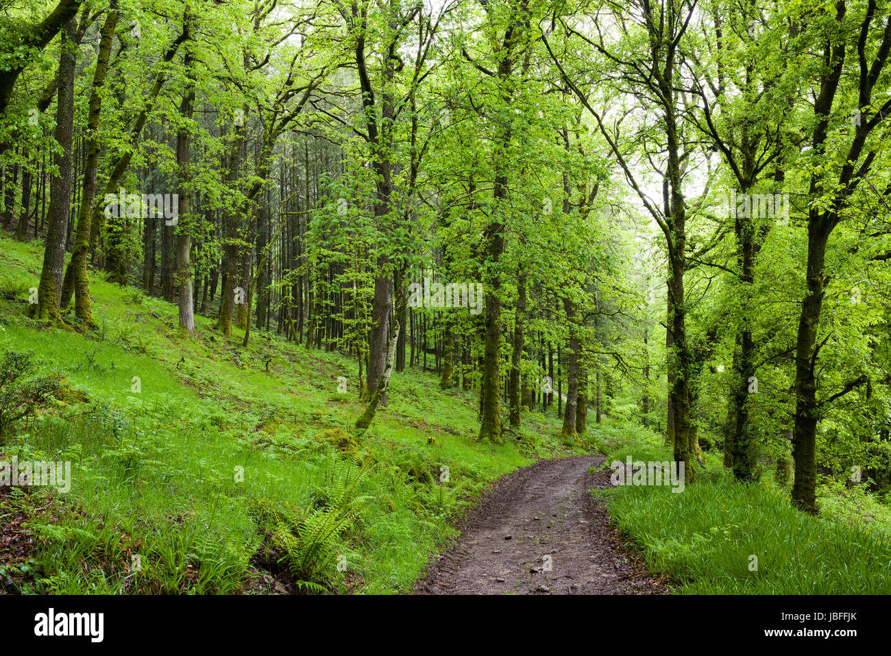 Un percorso anche se bosco in primavera nel Parco Nazionale di Exmoor vicino a Dulverton, Somerset. Foto Stock