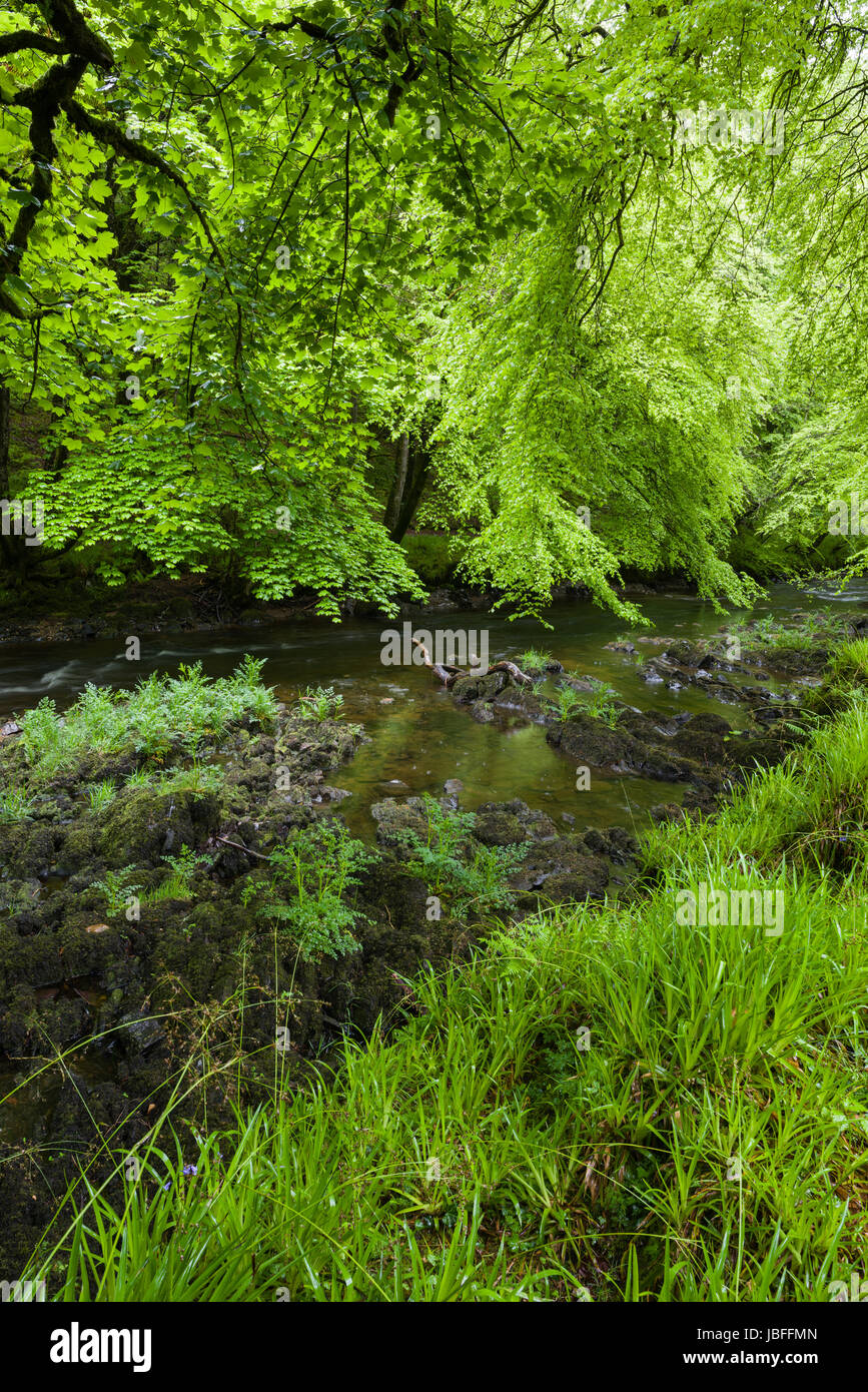 Platano e faggi visualizzare il loro fogliame a molla lungo il fiume Barle nel Parco Nazionale di Exmoor vicino a Dulverton, Somerset, Inghilterra. Foto Stock