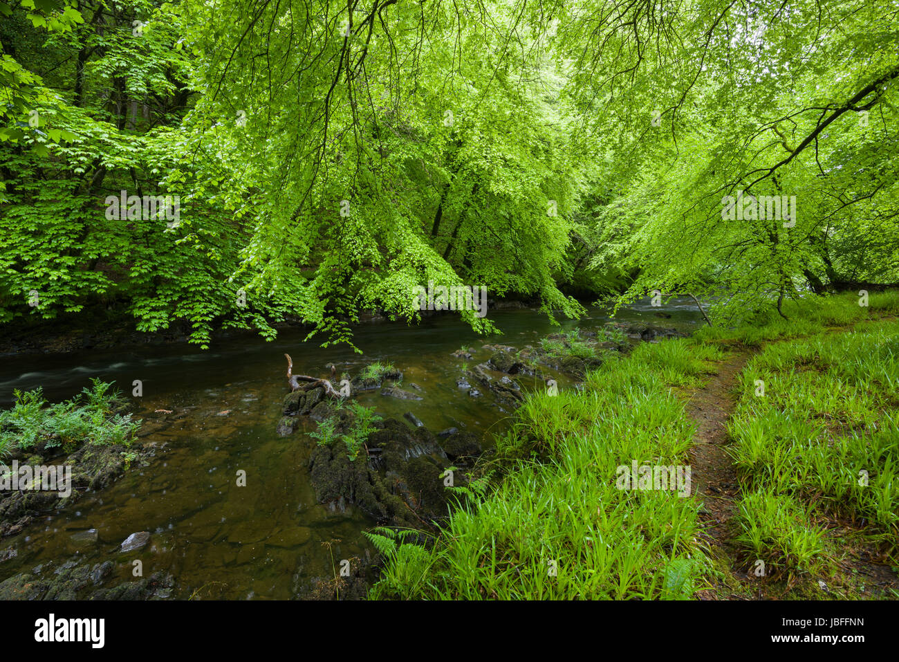 Platano e faggi visualizzare il loro fogliame a molla lungo il fiume Barle nel Parco Nazionale di Exmoor vicino a Dulverton, Somerset, Inghilterra. Foto Stock