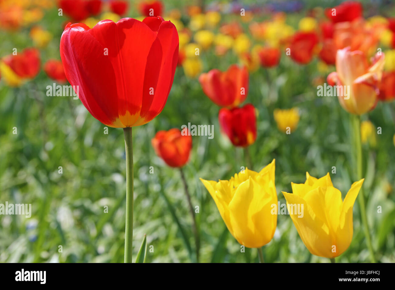 I tulipani in rosso arancio e giallo Foto Stock