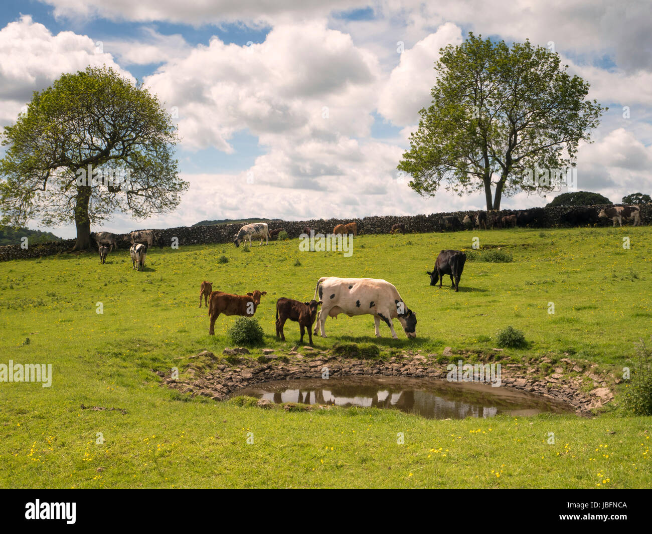 Il pascolo di bestiame accanto ad un laghetto di rugiada Foto Stock