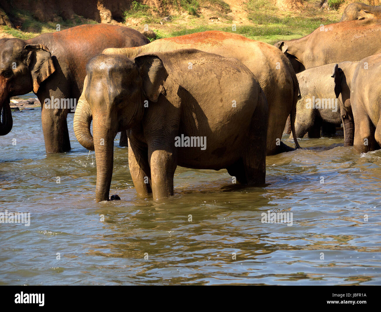 Elephant la balneazione all'orfanotrofio in Sri Lanka Foto Stock