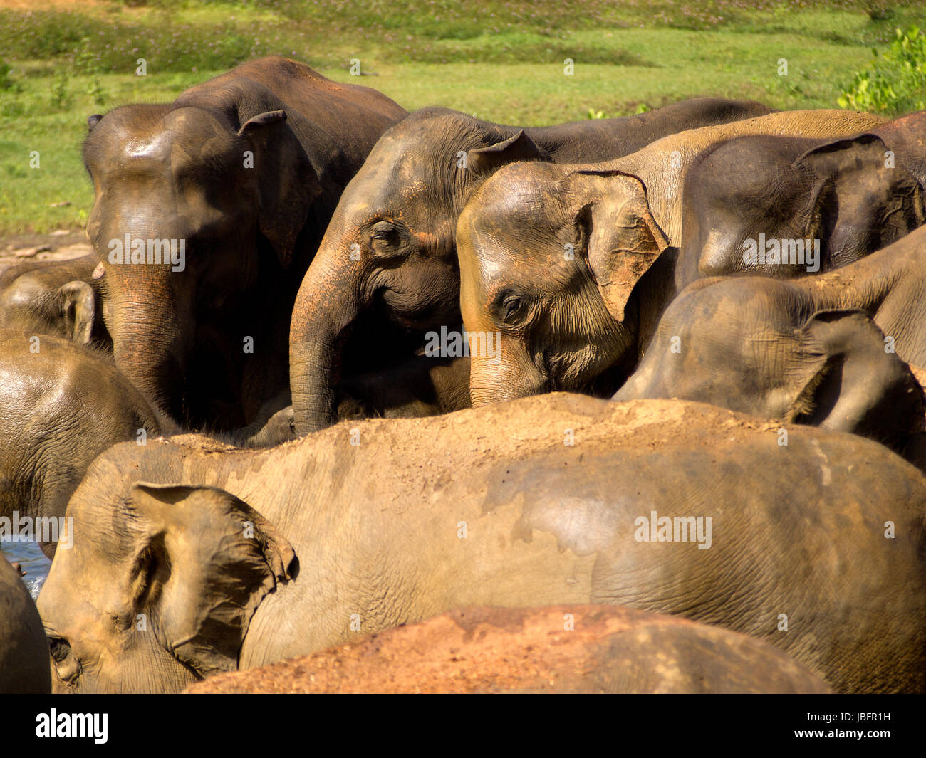 Elephant la balneazione all'orfanotrofio in Sri Lanka Foto Stock