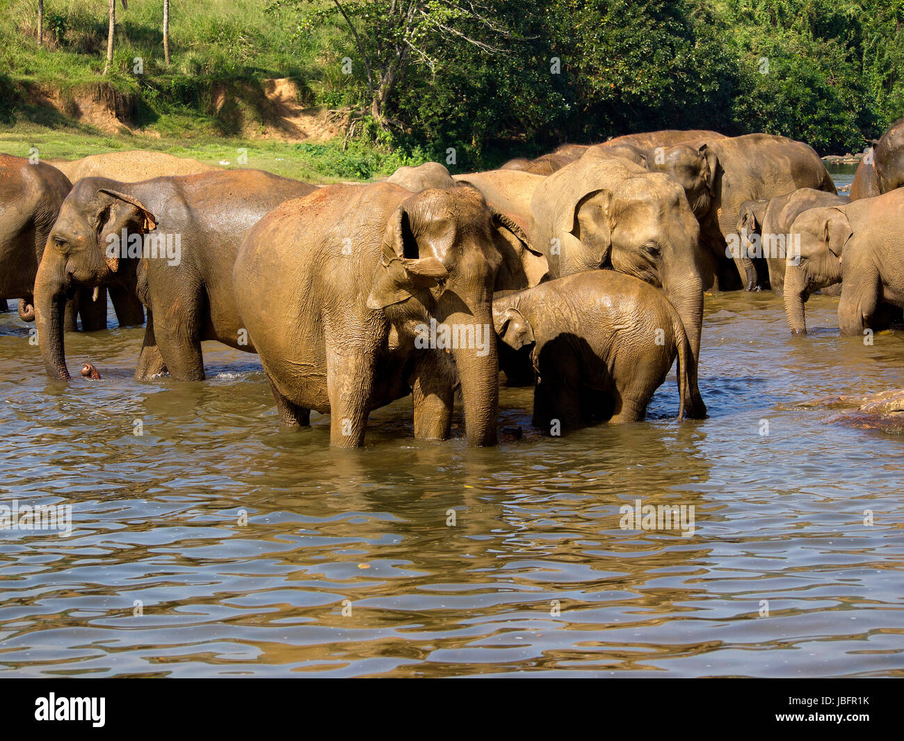 Elephant la balneazione all'orfanotrofio in Sri Lanka Foto Stock
