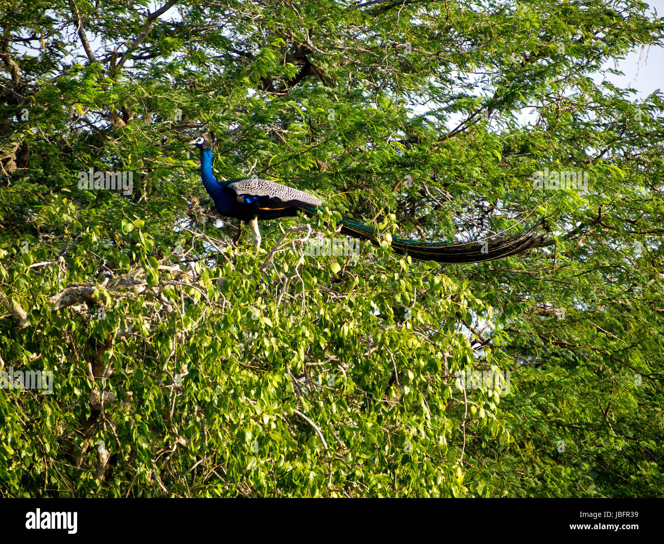Peacock seduto su una struttura ad albero di Bundala National Park in Sri Lanka Foto Stock