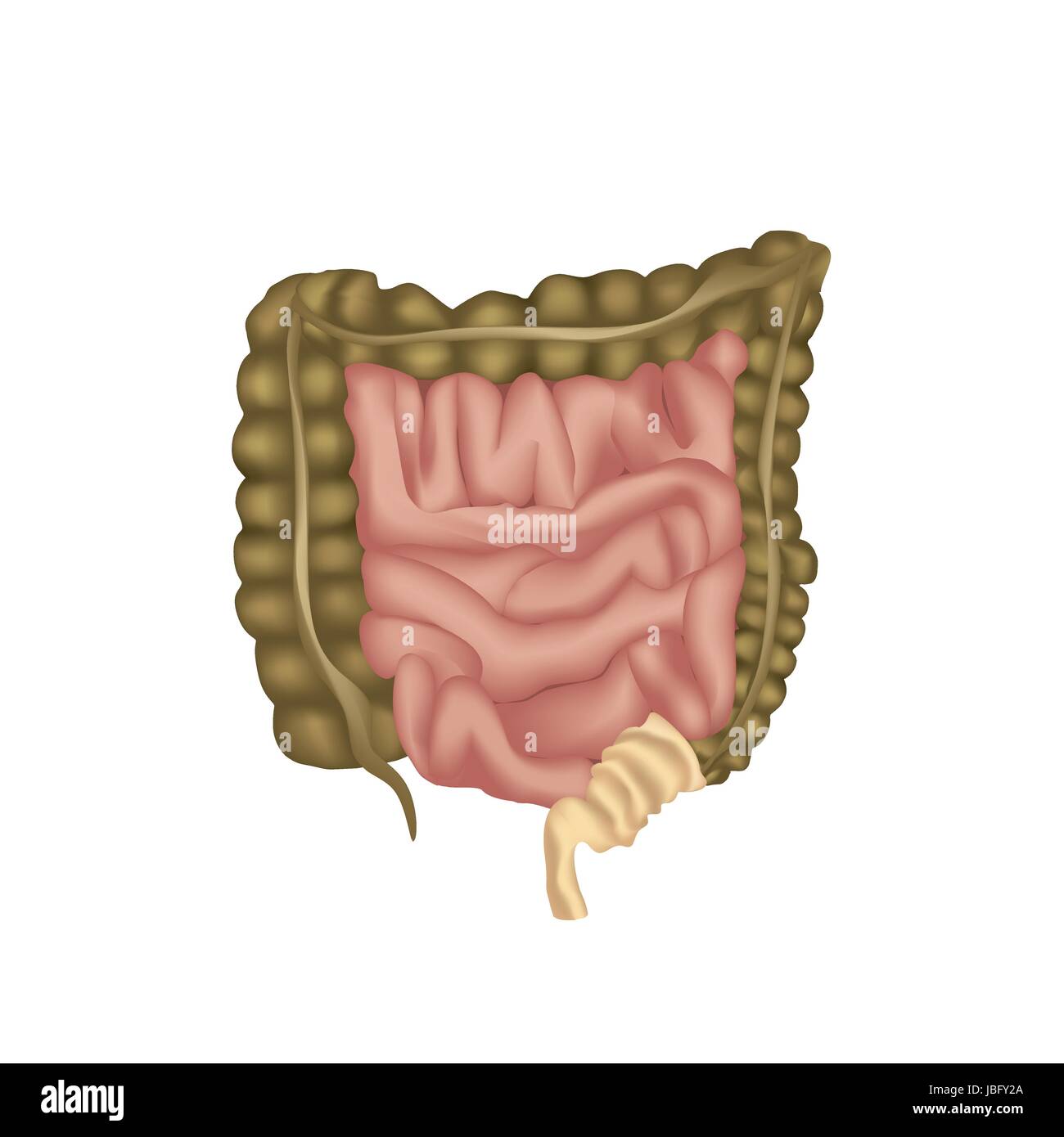 Apparato digestivo umano, il tubo digerente o il canale alimentare. grande intestino isolato. Illustrazione Vettoriale