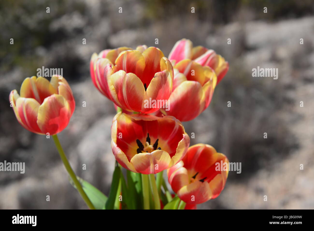 Tulipani strauss Foto Stock
