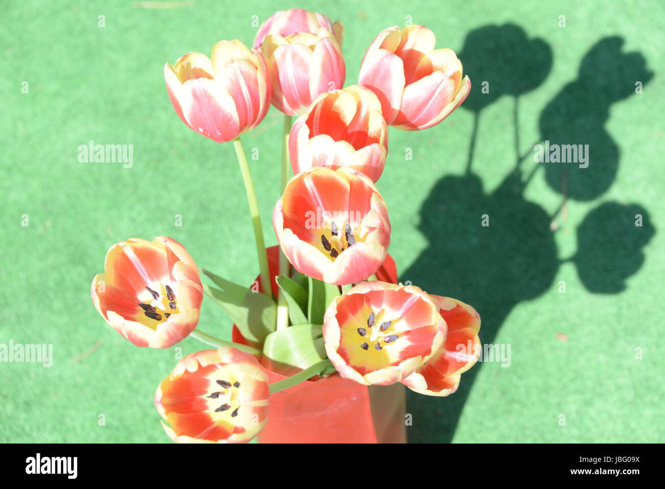 Tulipani strauss Foto Stock