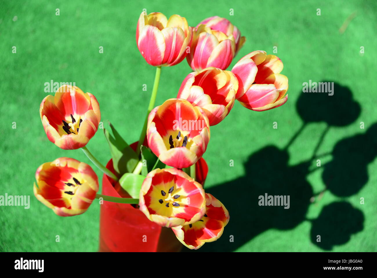 Tulipani strauss Foto Stock