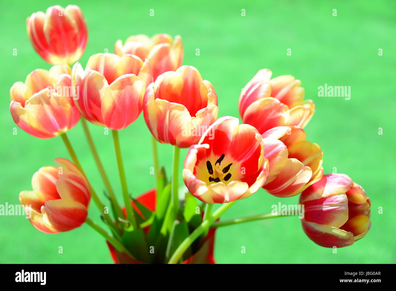 Tulipani strauss Foto Stock