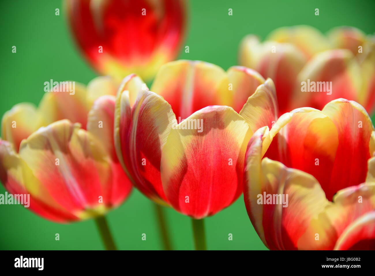 Tulipani strauss Foto Stock