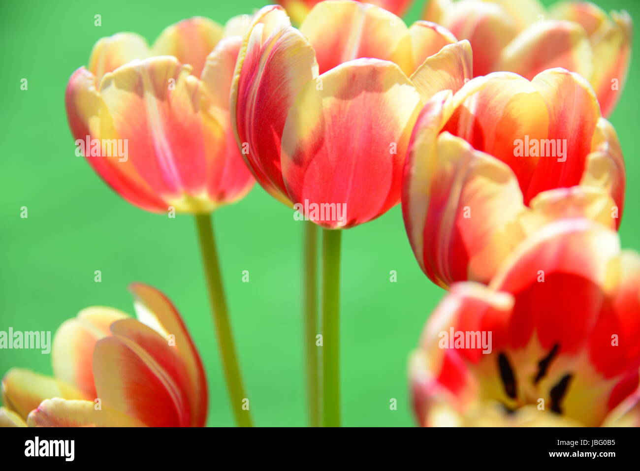 Tulipani strauss Foto Stock