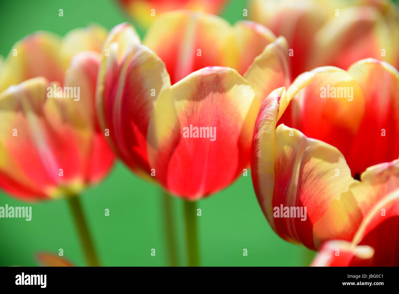 Tulipani strauss Foto Stock