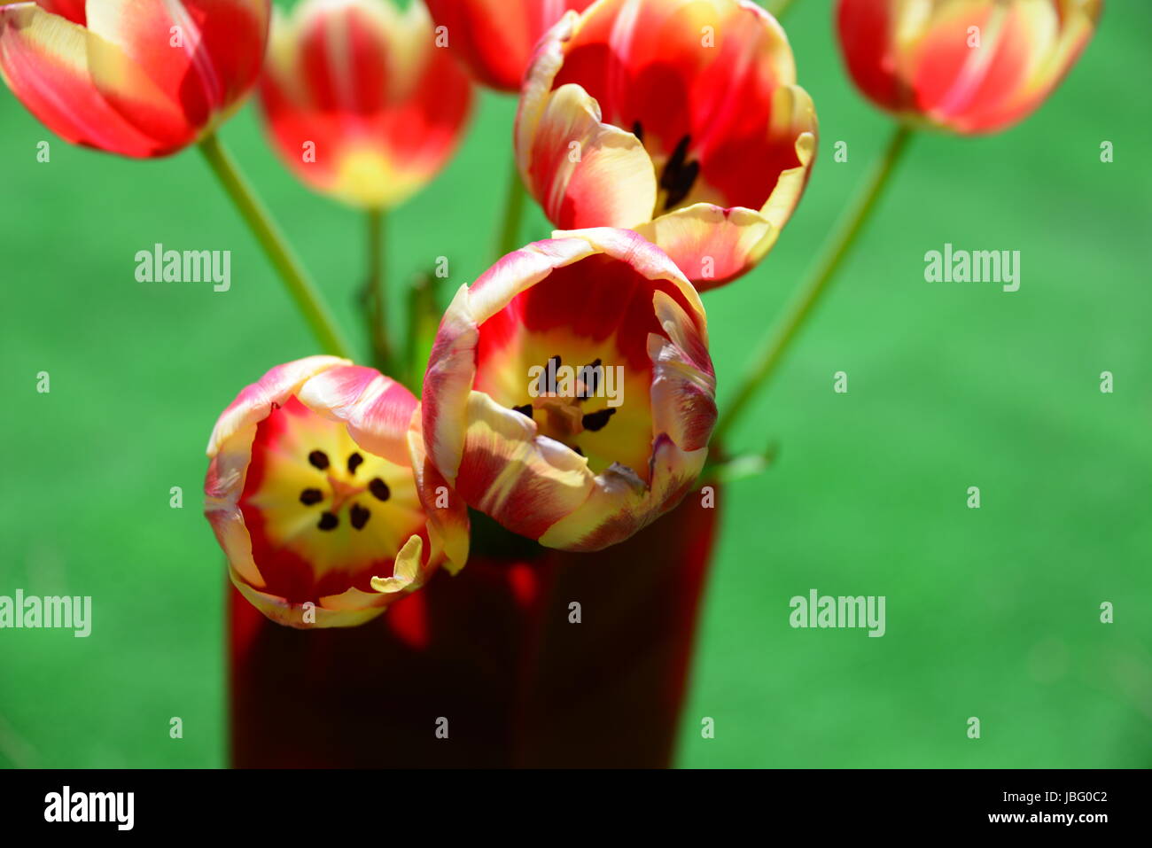 Tulipani strauss Foto Stock