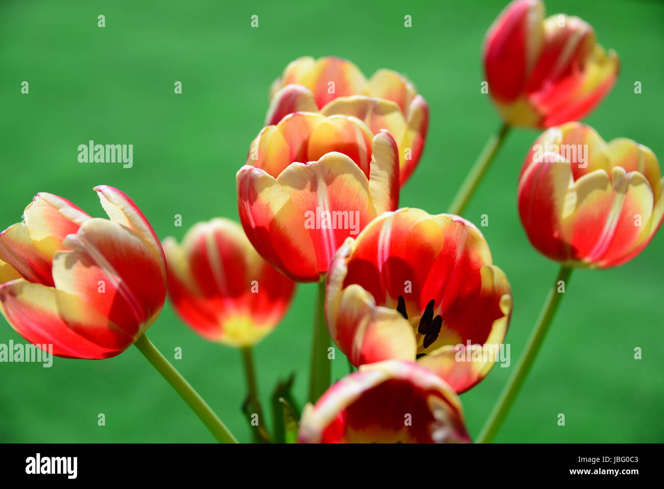 Tulipani strauss Foto Stock