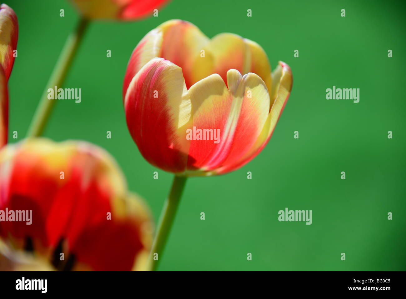 Tulipani strauss Foto Stock