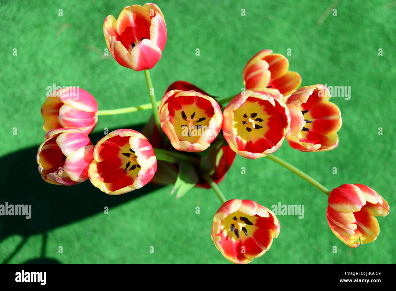 Tulipani strauss Foto Stock