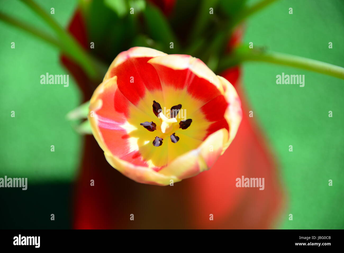 Tulipani strauss Foto Stock