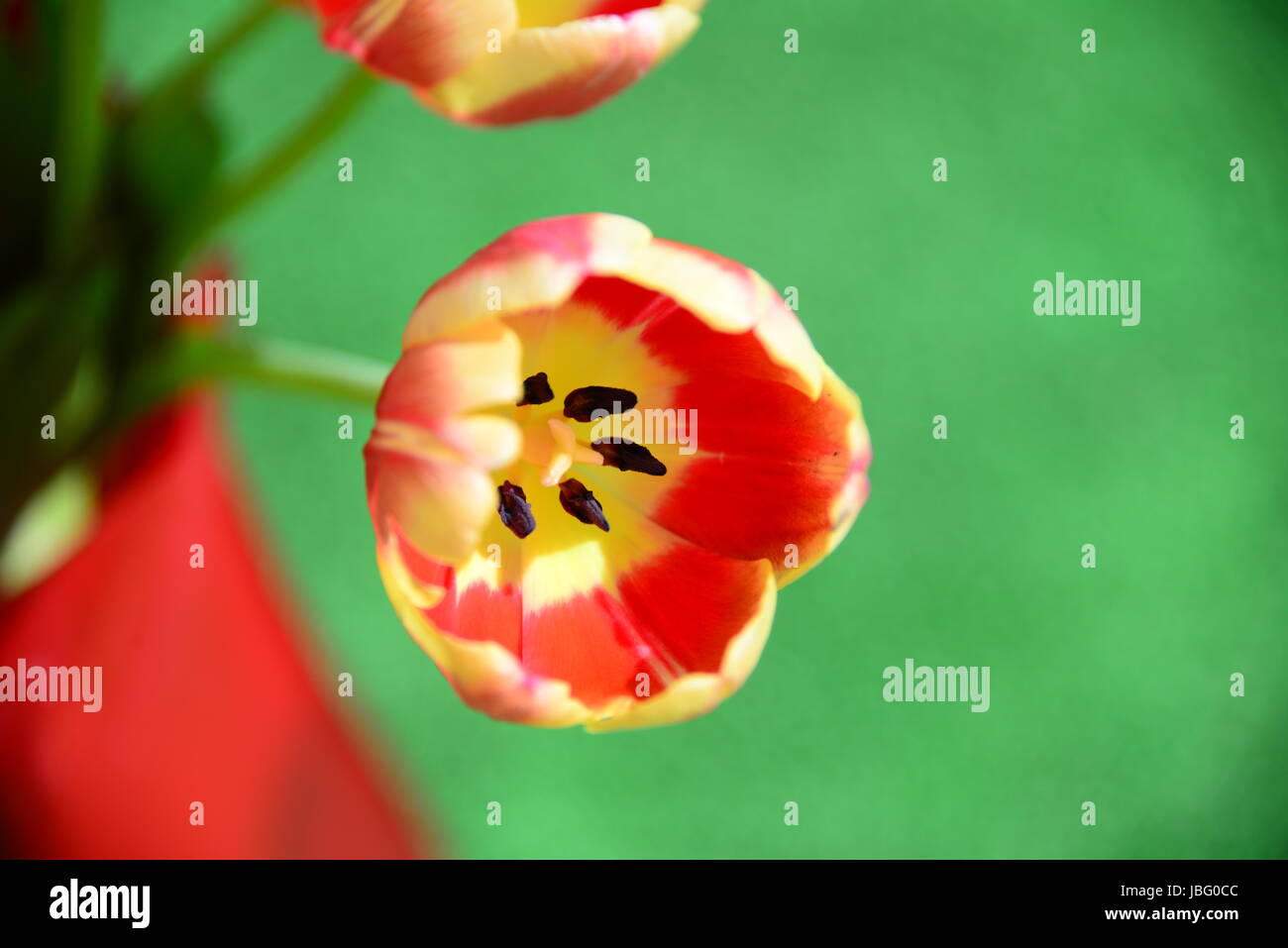 Tulipani strauss Foto Stock