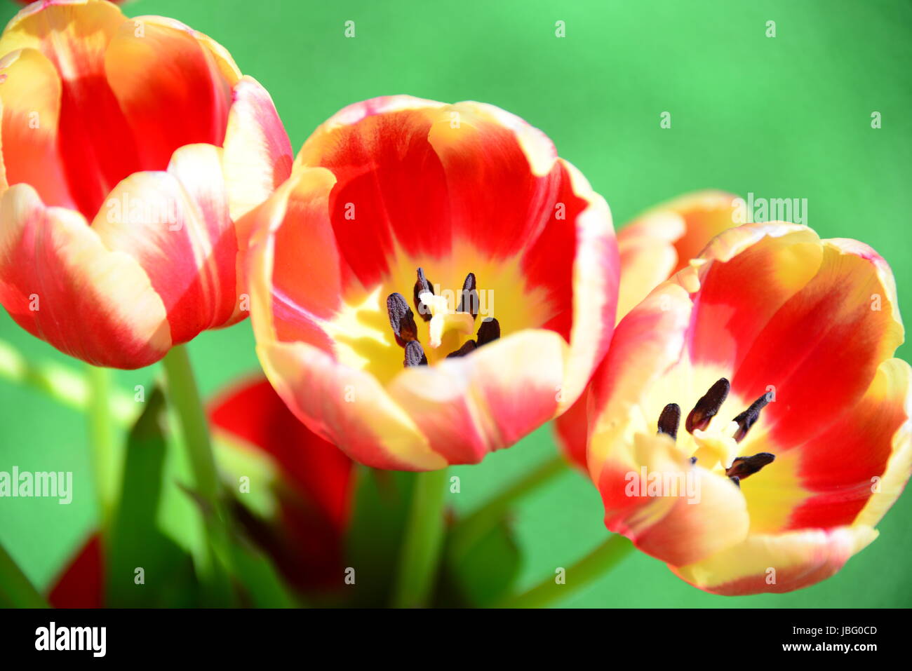 Tulipani strauss Foto Stock