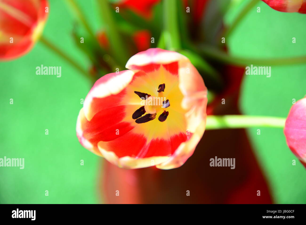 Tulipani strauss Foto Stock