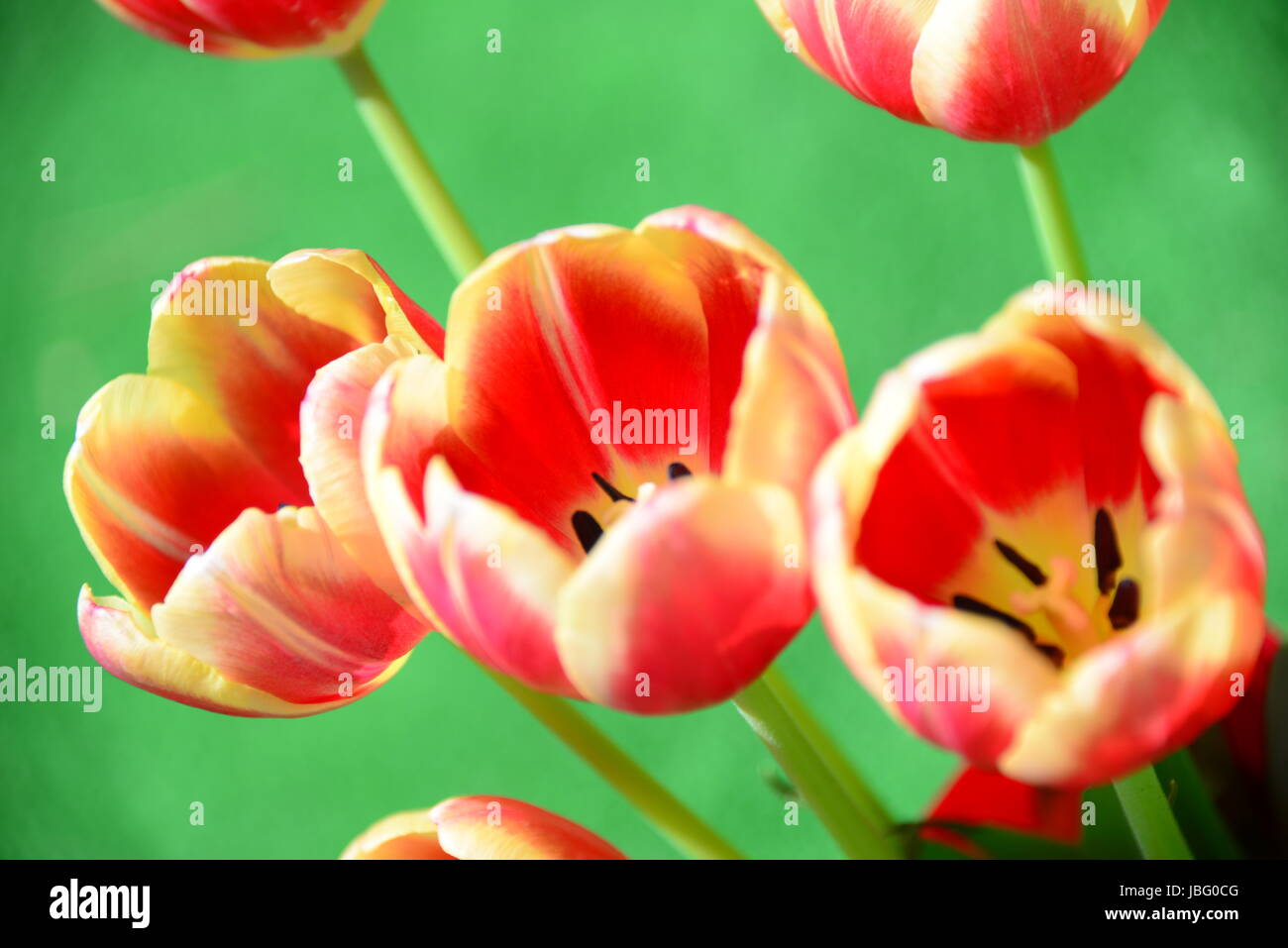 Tulipani strauss Foto Stock