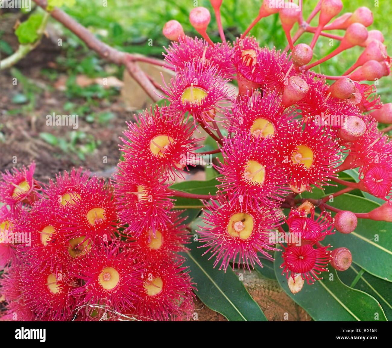 Corymbia pytochocarpa, Australian piante autoctone, rosso fioritura di eucalipto albero di gomma, fiori di colore rosso giallo e centri di foglia verde fogliame Foto Stock