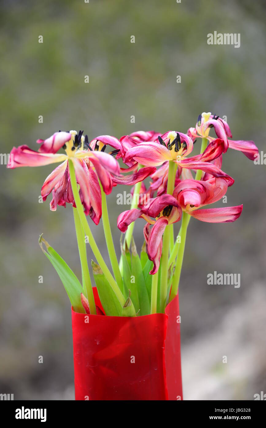 Hybriden zierpflanzen tulipa Foto Stock
