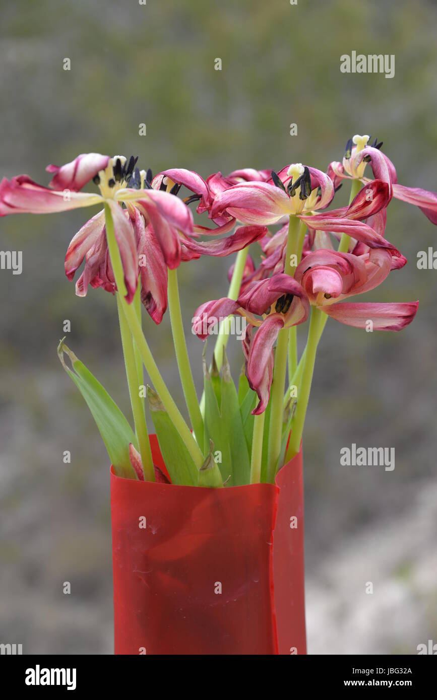 Hybriden zierpflanzen tulipa Foto Stock