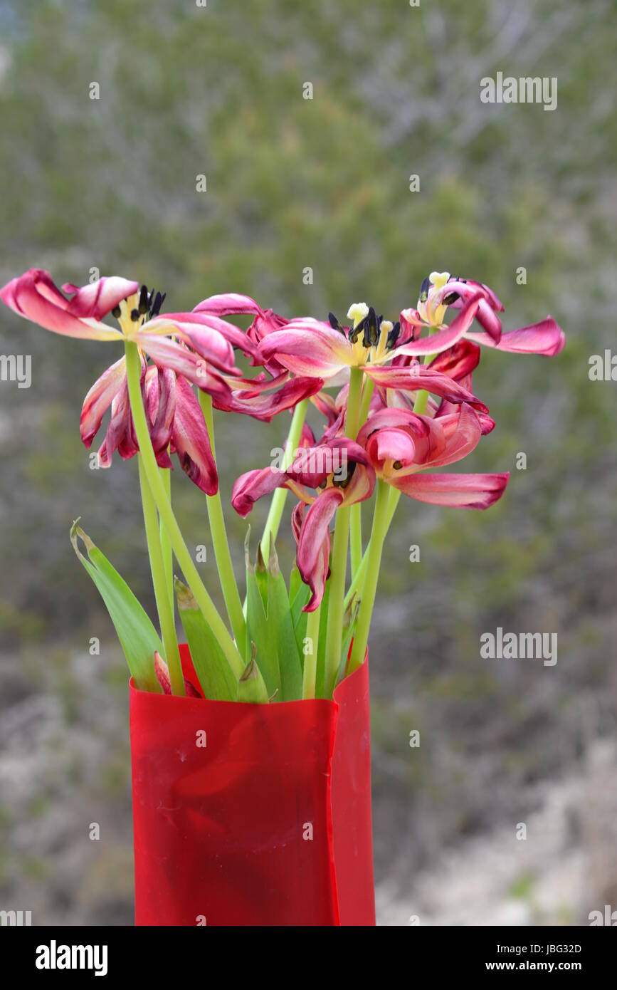 Hybriden zierpflanzen tulipa Foto Stock