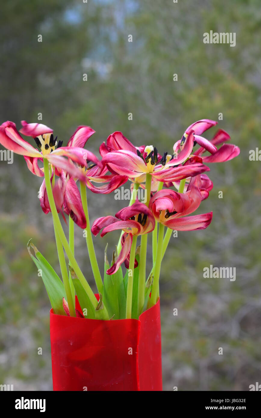 Tulipani strauss Foto Stock