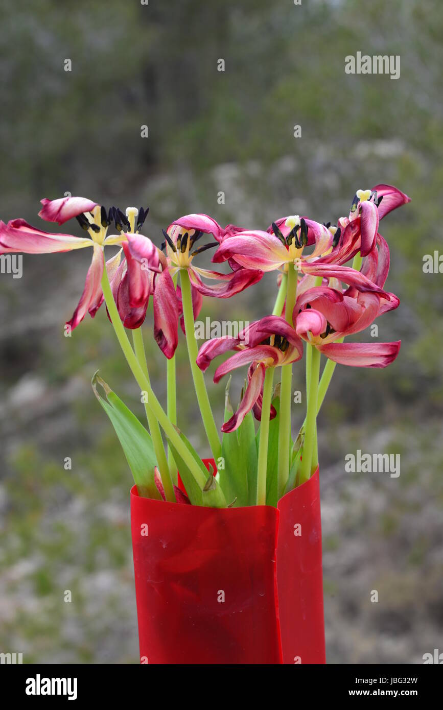 Hybriden zierpflanzen tulipa Foto Stock