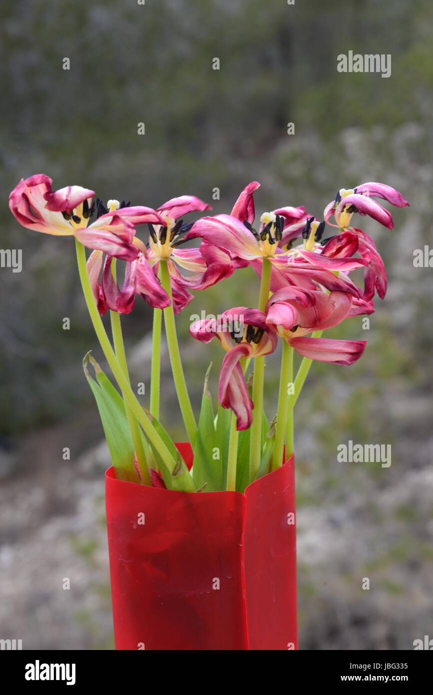 Tulipani strauss Foto Stock