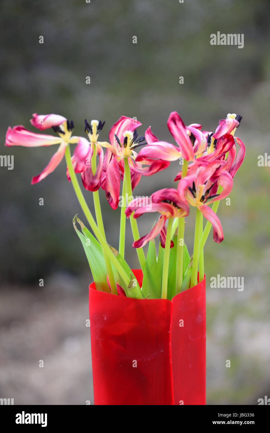 Tulipani strauss Foto Stock