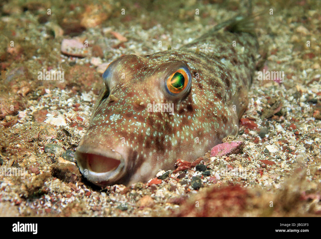 Unidentified Pufferfish in sabbia, isole Catalina, Costa Rica Foto Stock