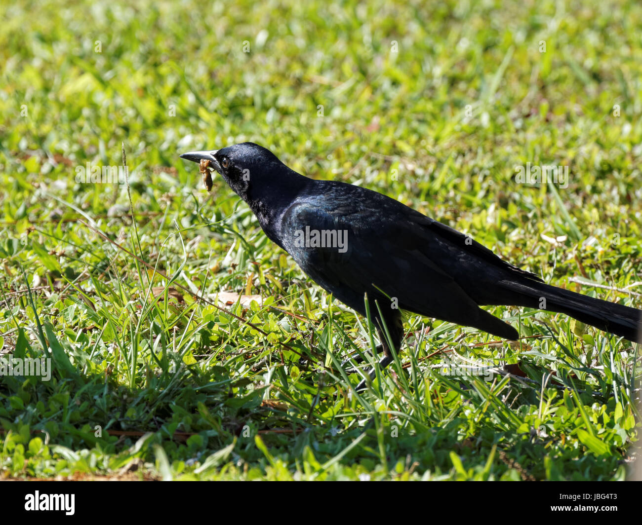 Grackle con il suo becco pieno di un insetto che ha catturato in erba Foto Stock