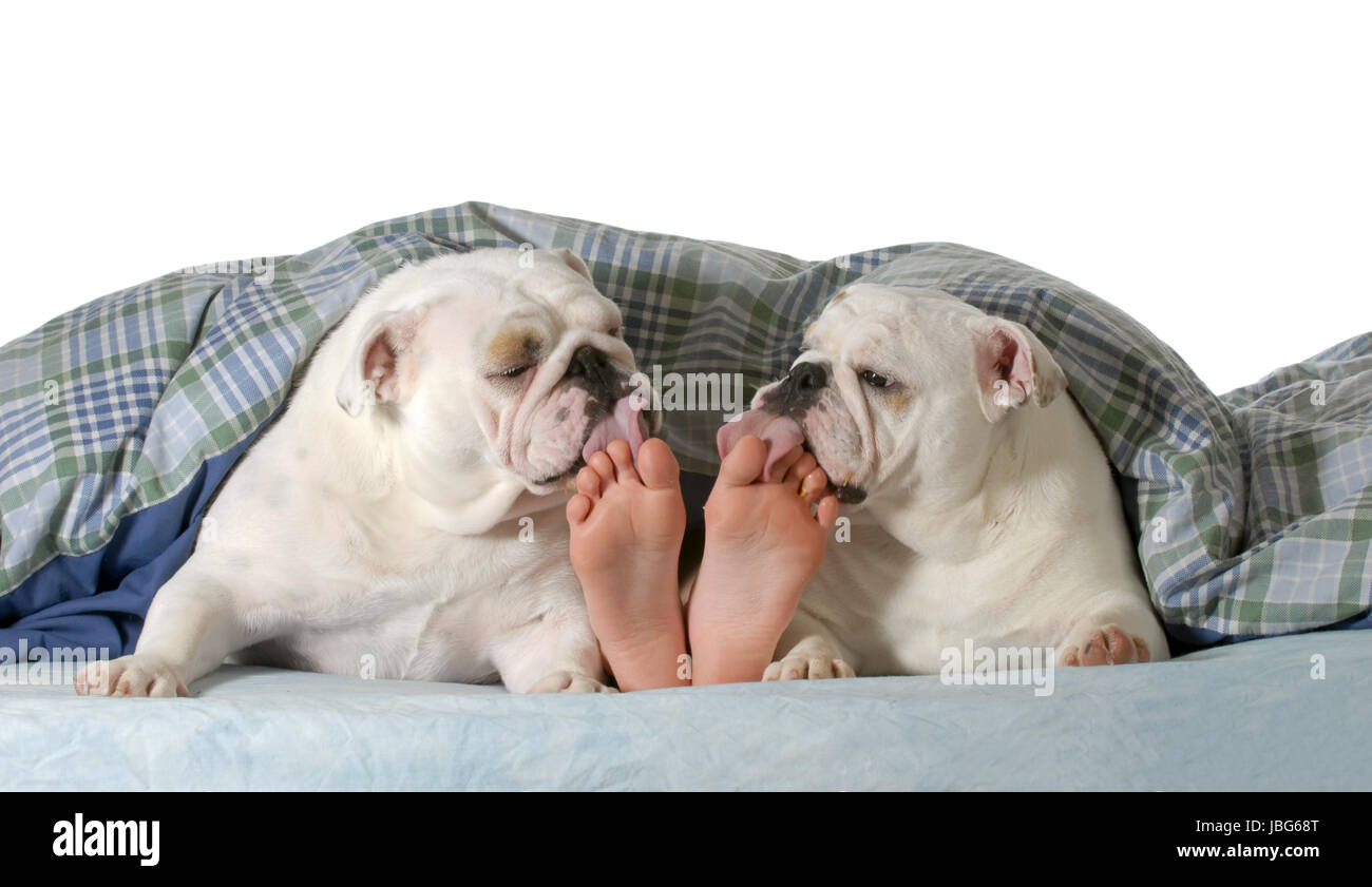 Cane nel letto - due Bulldog inglese leccarsi le dita dei piedi del bambino isolato su sfondo bianco Foto Stock