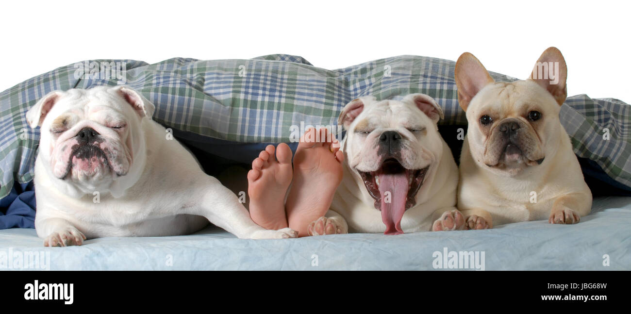 I cani nel letto - due Bulldog Inglese e un bulldog francese sotto i coperchi con piedi umani spuntavano isolati su sfondo bianco Foto Stock