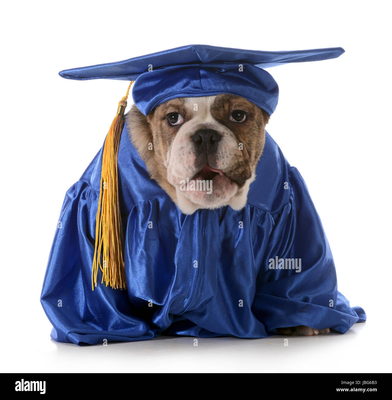 Cucciolo di obbedienza - Bulldog inglese indossando il costume di graduazione isolato su sfondo bianco Foto Stock