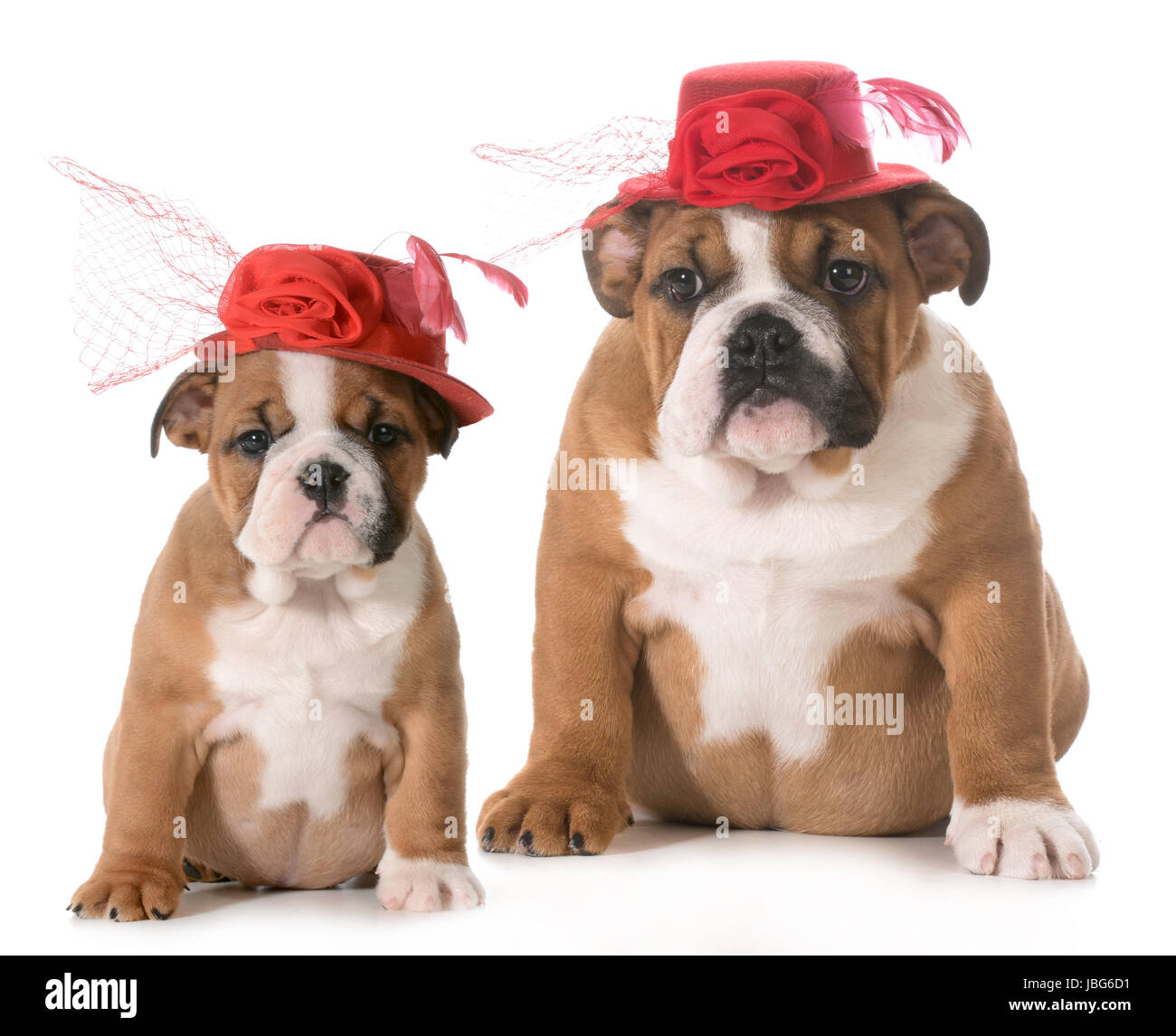 Cucciolo di crescita - Bulldog inglese a due mesi e di 4 mesi di età che indossa lo stesso cappello Foto Stock