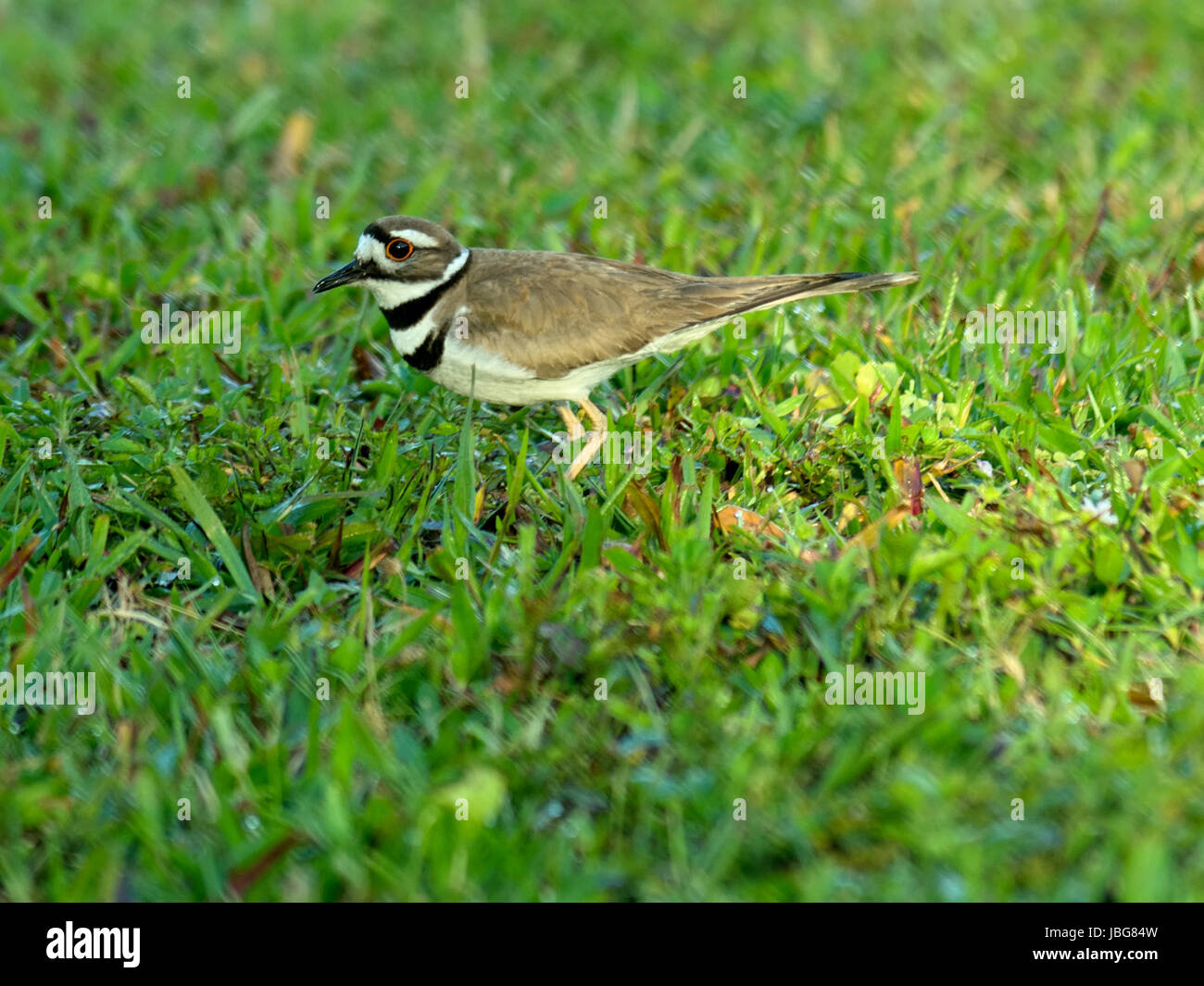 Kildeer in erba Foto Stock