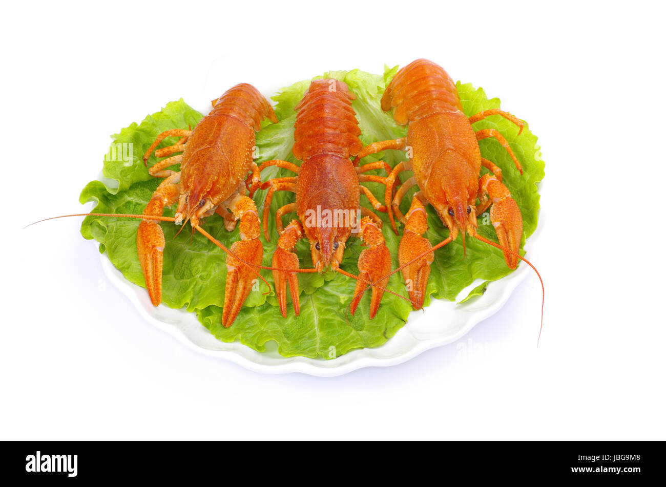 Hot bollito di gamberi di fiume su sfondo bianco Foto Stock